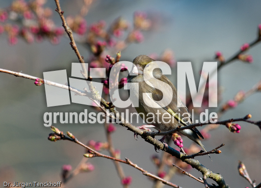 Grünfink (2 von 6).jpg